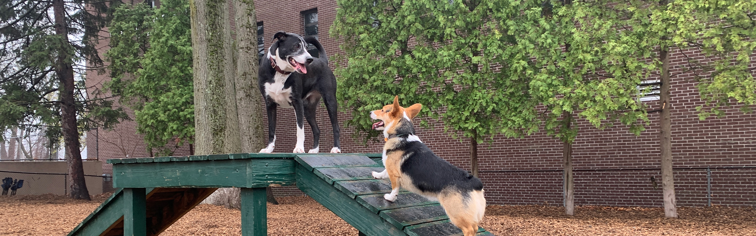 Two dogs on the green agility ramp at the dog park